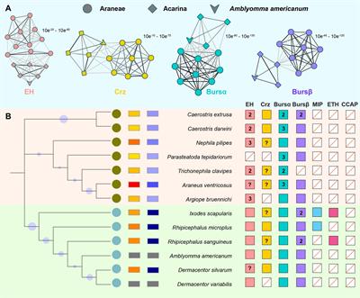 Identification and characterization of ecdysis-related neuropeptides in the lone star tick Amblyomma americanum